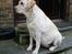 Labrador retriever Maggie (død 2013) - Endnu et billede en lille uge inden fødslen