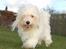 Coton de tulear Rosa