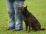 Australsk kelpie Andy (Born To Work Andy) - Andy til LP1 prøve 30. juli 2005 - Foto Carina Enevoldsen