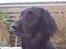 Flat coated retriever Baloo