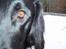 Flat coated retriever Baloo - Er det dig mor?