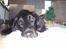 Flat coated retriever Baloo - Suk, det er hårdt at tage julebilleder!!! :-)