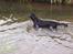 Flat coated retriever Baloo - En rigtig vandhund :-) 
