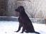 Flat coated retriever Baloo