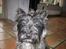 Cairn terrier Sylvester - Sylvester.