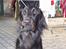 Flat coated retriever Baloo - Bliv nu færdig med de billeder. (14/11)