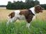 Engelsk springer spaniel Twister F.T. "R.I.P"