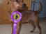 Dvaergpinscher Exigor's Enzo in Red