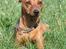 Dvaergpinscher Exigor's Enzo in Red