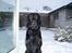Flat coated retriever Baloo - Min snehund:-)