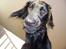 Flat coated retriever Baloo - Halløj dernede!