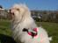 Coton de tulear Frida  - Frida blev Årets Nisse, og vandt en flot sele, som hun fik den anden dag. Hun er meget stolt :)