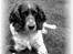 Engelsk springer spaniel Twister F.T. "R.I.P"