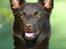 Australsk kelpie Born To Work Brown Bellis - Bellis April 2005 - taget af Carina Enevoldsen www.aussies.dk