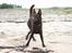 Australsk kelpie Born To Work Brown Bellis - Bellis juni 2005 - ved Limfjorden - taget af Bianca van der Post