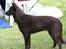 Australsk kelpie Born To Work Brown Bellis - Udstilling Hillerød juni 2005 - hvor Bellis blev bedst i racen