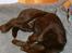 Australsk kelpie Born To Work Brown Bellis - Kan faktisk godt slappe af .. efterår 2004
