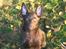 Australsk kelpie Born To Work Brown Bellis - Med de største strit-ører !! 