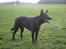 Australsk kelpie Andy (Born To Work Andy) - april 2005 - taget af Carina Enevoldsen