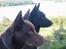 Australsk kelpie Andy (Born To Work Andy) - Far (sort) og søn - 2003