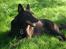Australsk kelpie Andy (Born To Work Andy) - Afslapning 2004