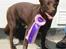Australsk kelpie Andy (Born To Work Andy) - Med roset fra udstilling i Sverige