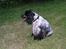 Cocker spaniel Balder - Balder. Hov...hvad var det?