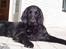 Flat coated retriever Baloo - Baloo stener den efter leg i hundeskoven.