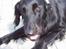 Flat coated retriever Baloo - Kom nu og leg i stedet for at tage billeder!
