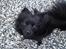 Pomeranian Eddie R.I.P. 24.01.2012 - Eddie i hård vestenvind