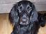 Flat coated retriever Baloo - ...9....10... Nu kommer jeg... (14/11)