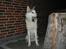 Siberian husky A'tebs Rob roy - ZzZzZ...