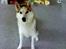 Siberian husky A'tebs Rob roy - jeg sidder som du bad mig om.. giv mig så en godbid!! :D