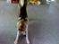 Siberian husky A'tebs Rob roy - leg med mig!!