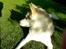 Siberian husky A'tebs Rob roy - roy i profil......... 