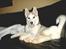 Siberian husky A'tebs Rob roy - også som hvalp! :D