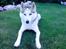Siberian husky A'tebs Rob roy - Roy i naturen!