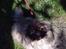 Pekingeser Tao *DØD* R.I.P