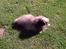 Pekingeser Tao *DØD* R.I.P
