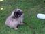 Pekingeser Tao *DØD* R.I.P