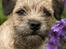 Border terrier DKAGCH, SP3  "Milou" - Jamen jeg ved det godt mor - jeg ER bare lækker..!! Taget af swanmodels.com