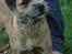 Border terrier DKAGCH, SP3  "Milou" - Ja det er fint mor, slip mig nuuuuu..