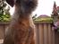 Border terrier DKAGCH, SP3  "Milou" - Må man ikke stå på bordet siger du ??