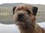 Border terrier DKAGCH, SP3  "Milou" - Pretty face