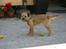 Border terrier DKAGCH, SP3  "Milou" - Står i Ninas have.