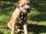 Border terrier DKAGCH, SP3  "Milou" - I am to hot !!
