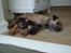 Border terrier DKAGCH, SP3  "Milou" - Zzzzzz....