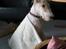 Ruhåret foxterrier Pjevs - uHHH der er lidt koldt
