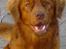 Nova scotia duck tolling retriever Fievel *Himmelhund* - Fievel, når man kan få ham til at sidde stille foan kameraet