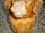 Nova scotia duck tolling retriever Fievel *Himmelhund* - "Var det mig du kaldte på??"